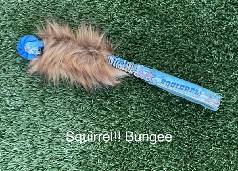 Squirrel! Bungee