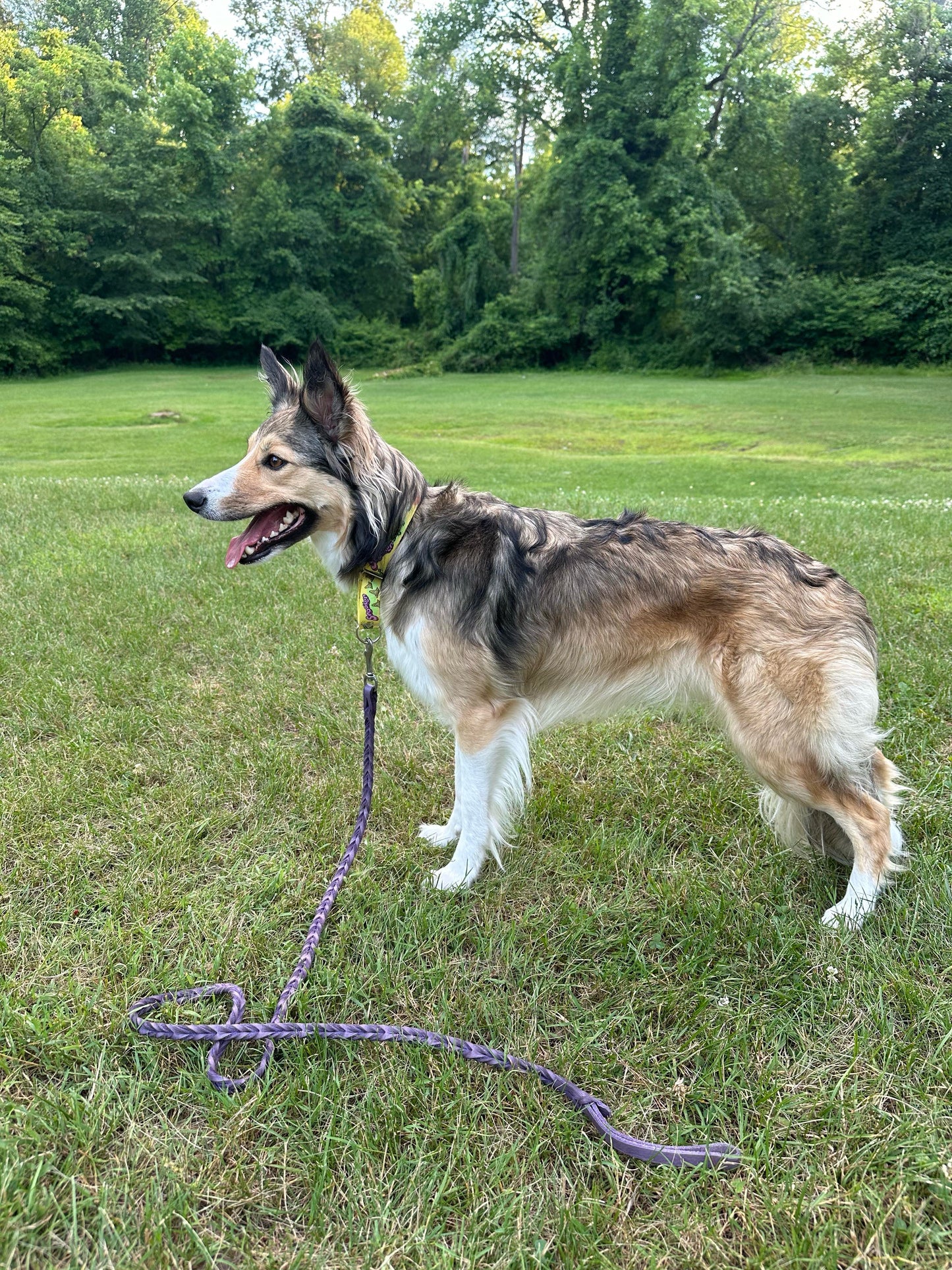 Adjustable Martingale Collar