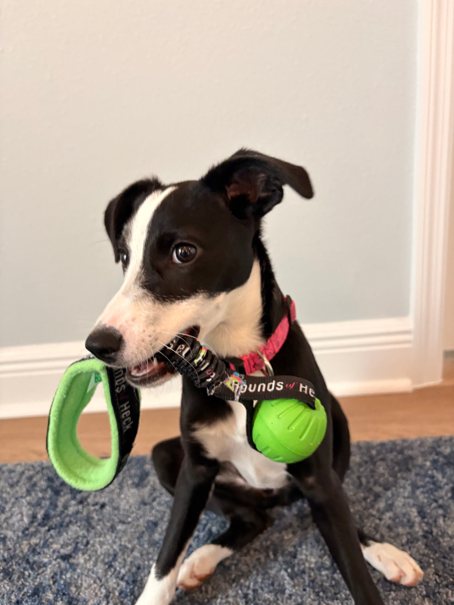 HOH Foam Ball Bungee