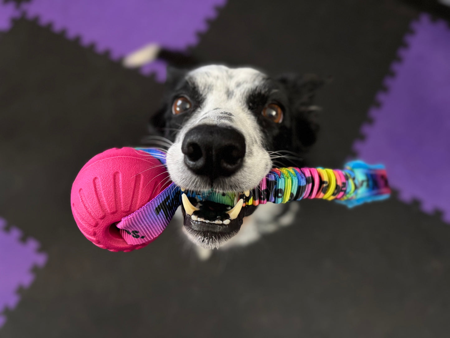 Foam Ball Bungee