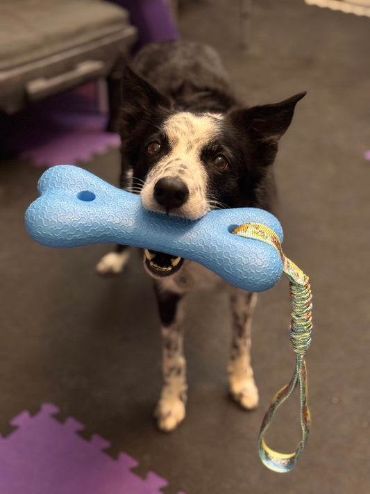 Bone Water Bungee