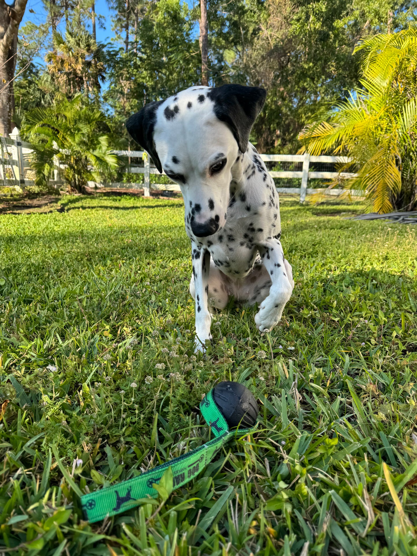 Source Focus Foam Ball