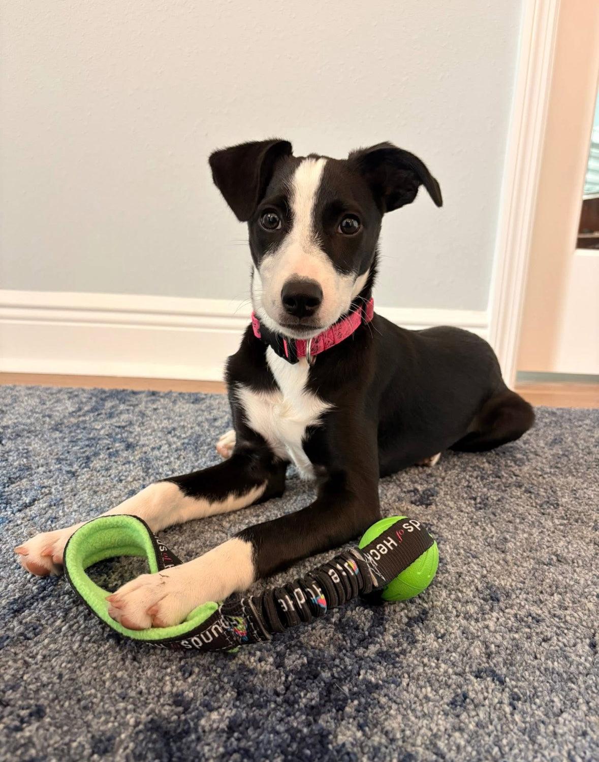 HOH Foam Ball Bungee