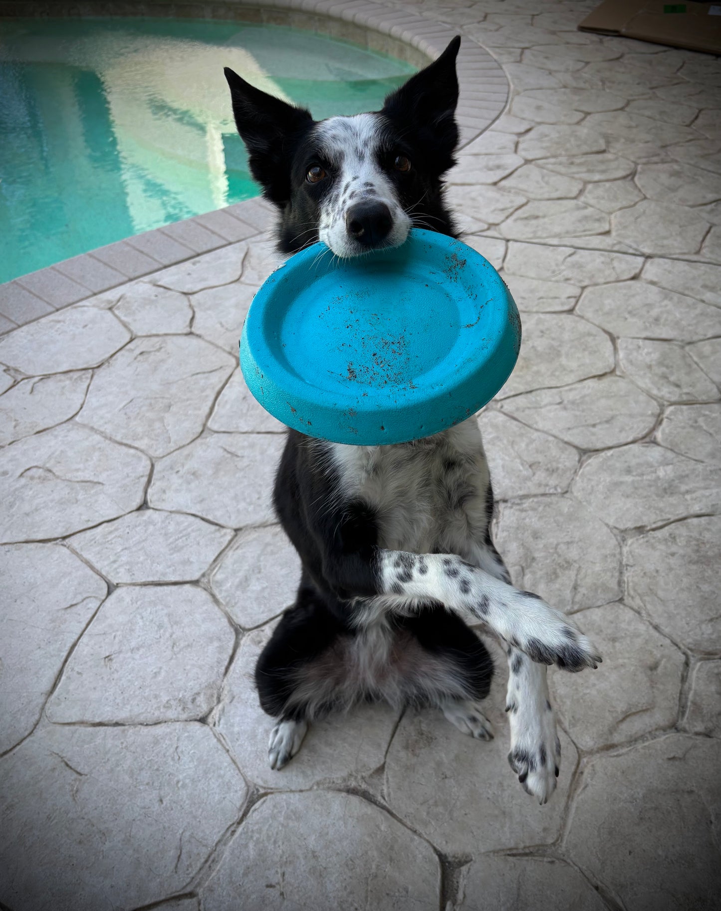 Twisted Flyers Foam Discs